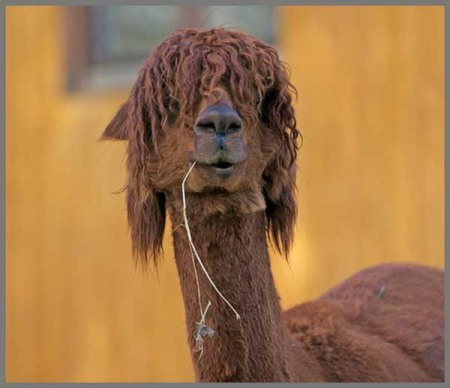 Proiector tip lanterna - Distractie cu animalute [5]