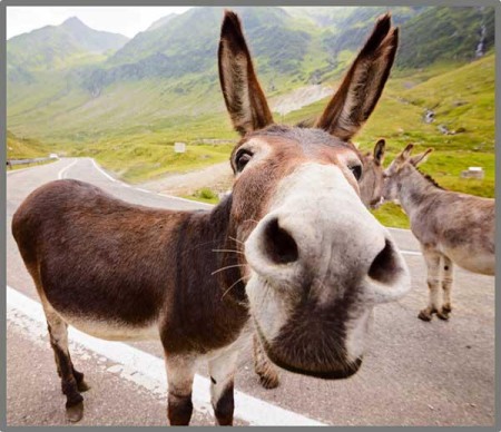 Proiector tip lanterna - Distractie cu animalute [6]