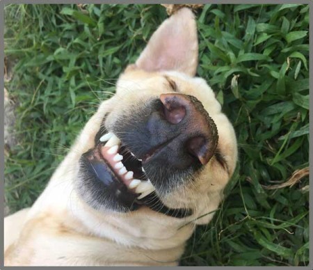 Proiector tip lanterna - Distractie cu animalute [3]