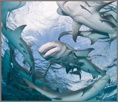 Proiector tip lanterna - Rechini periculosi [6]