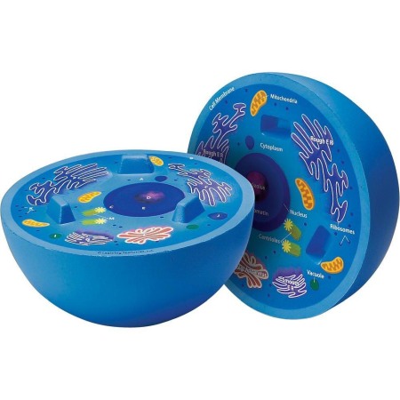 Jucarii Jocuri Activitati - Sectiunea celulei animale