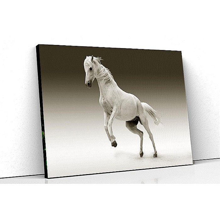 Tablou canvas cal alb [1]