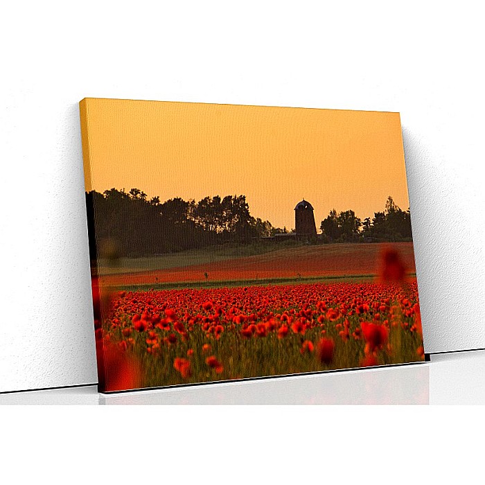 Tablou canvas camp de maci [1]