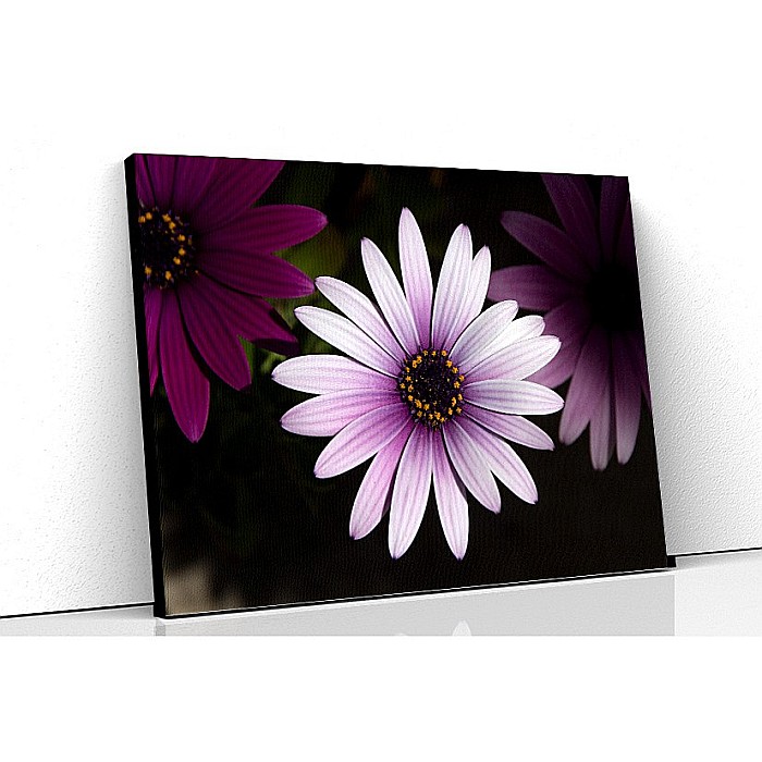 Tablou canvas margareta mov [1]