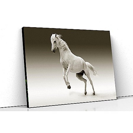 Tablouri canvas cu animale - Tablou canvas cal alb
