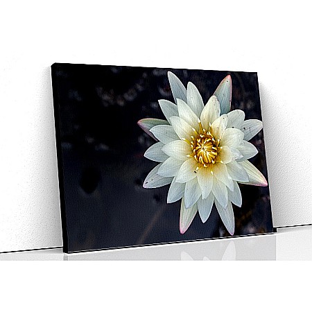 Tablouri canvas florale - Tablou canvas crin alb salbatic