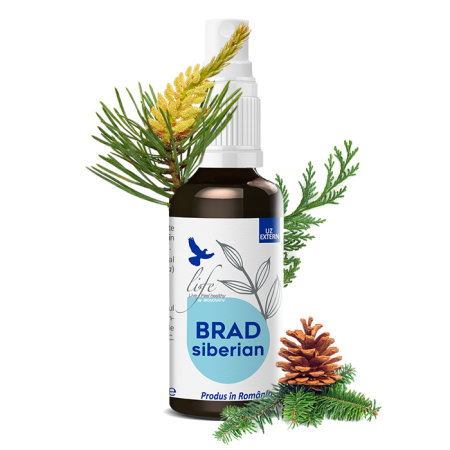 Uleiuri Esentiale - BRAD SIBERIAN - ulei esențial integral - 50 ml