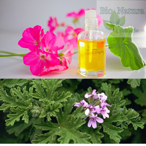 ULEI ESENŢIAL DE GERANIUM [2]