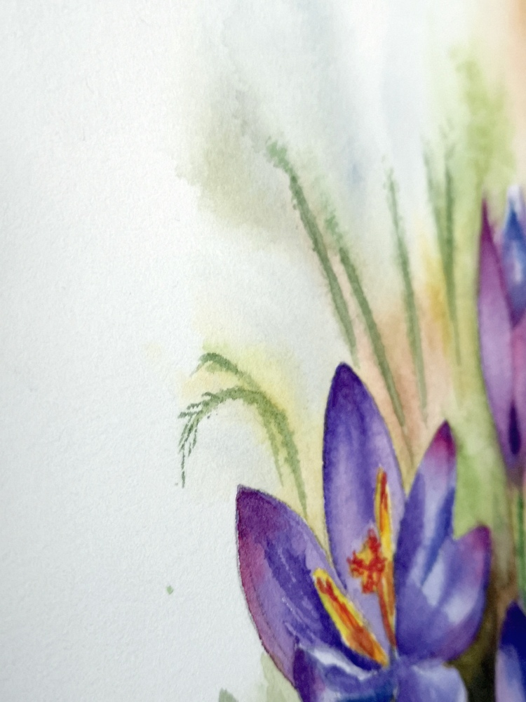 pictura-acuarela-originala-crocuses-18x26 [2]