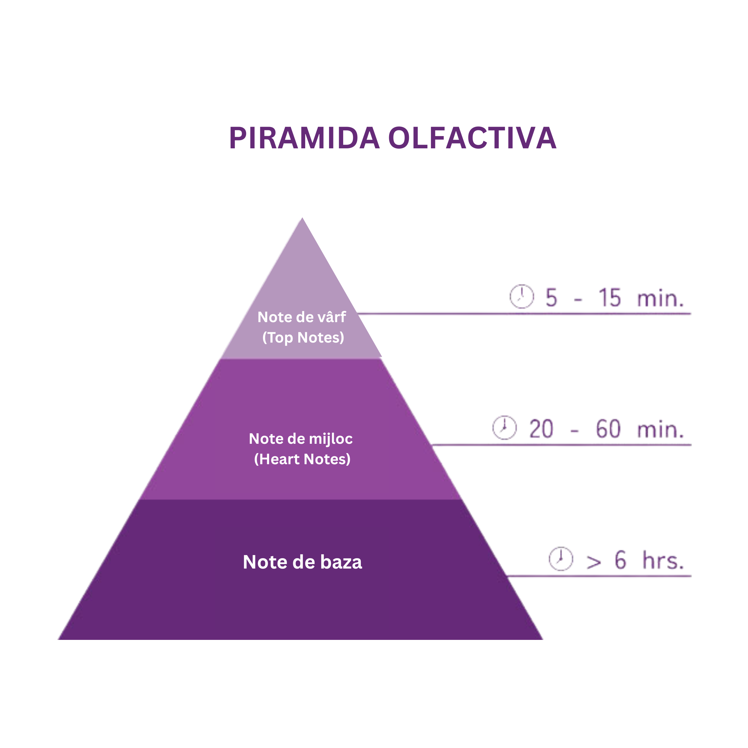 Piramida olfactiva 