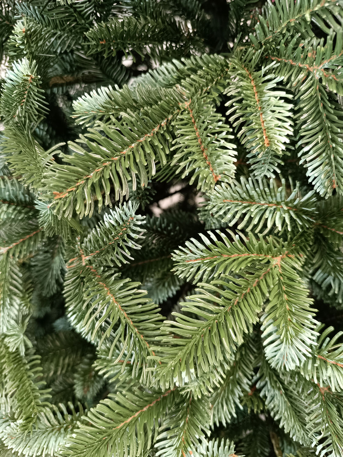 Brad artificial Christmas Deluxe by Sersimo, Canada argintiu, 3D, 250cm [5]