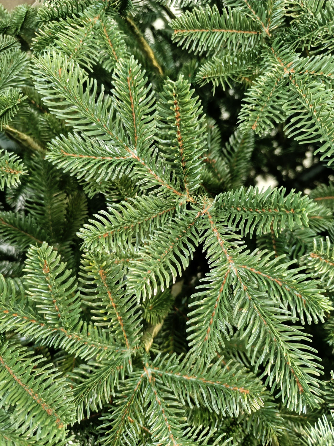 Brad artificial Christmas Deluxe by Sersimo, Canada verde, 3D, 230cm [6]