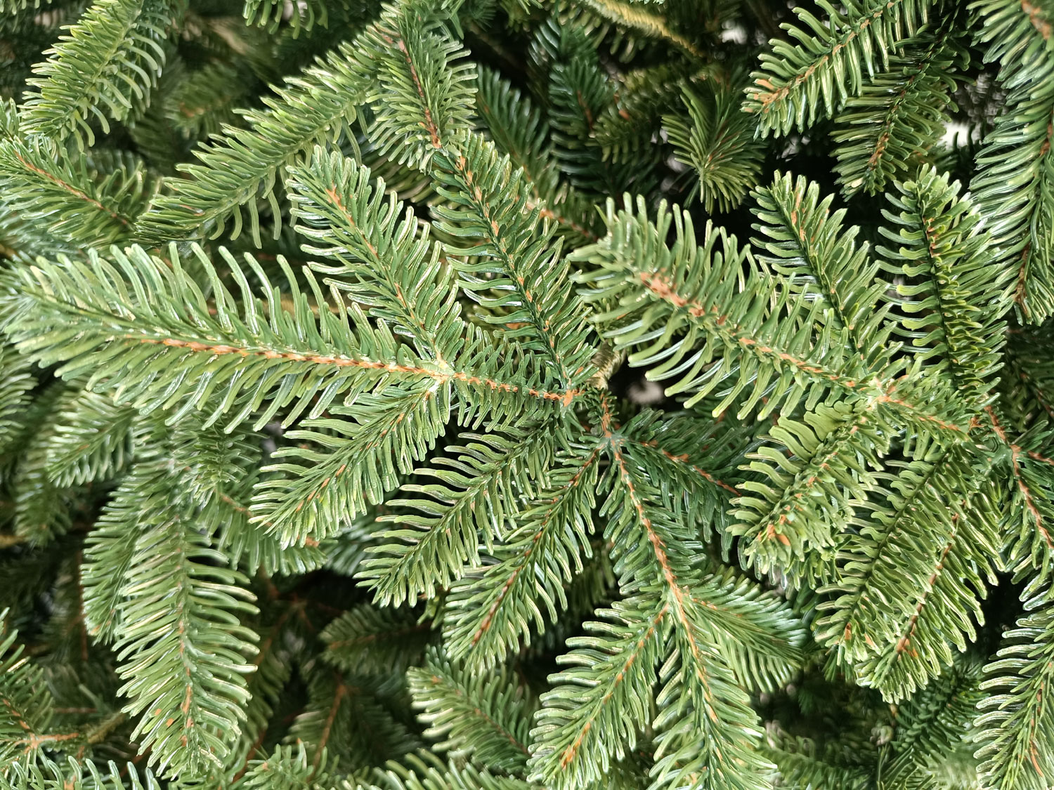 Brad artificial Christmas Deluxe by Sersimo, Canada verde, 3D, 230cm [10]