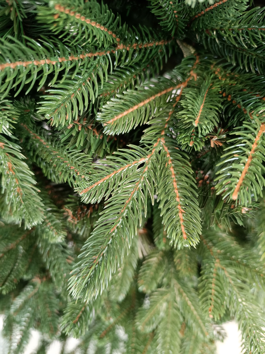 Brad artificial Christmas Deluxe by Sersimo, Carpati, 2D+3D, 210cm [3]