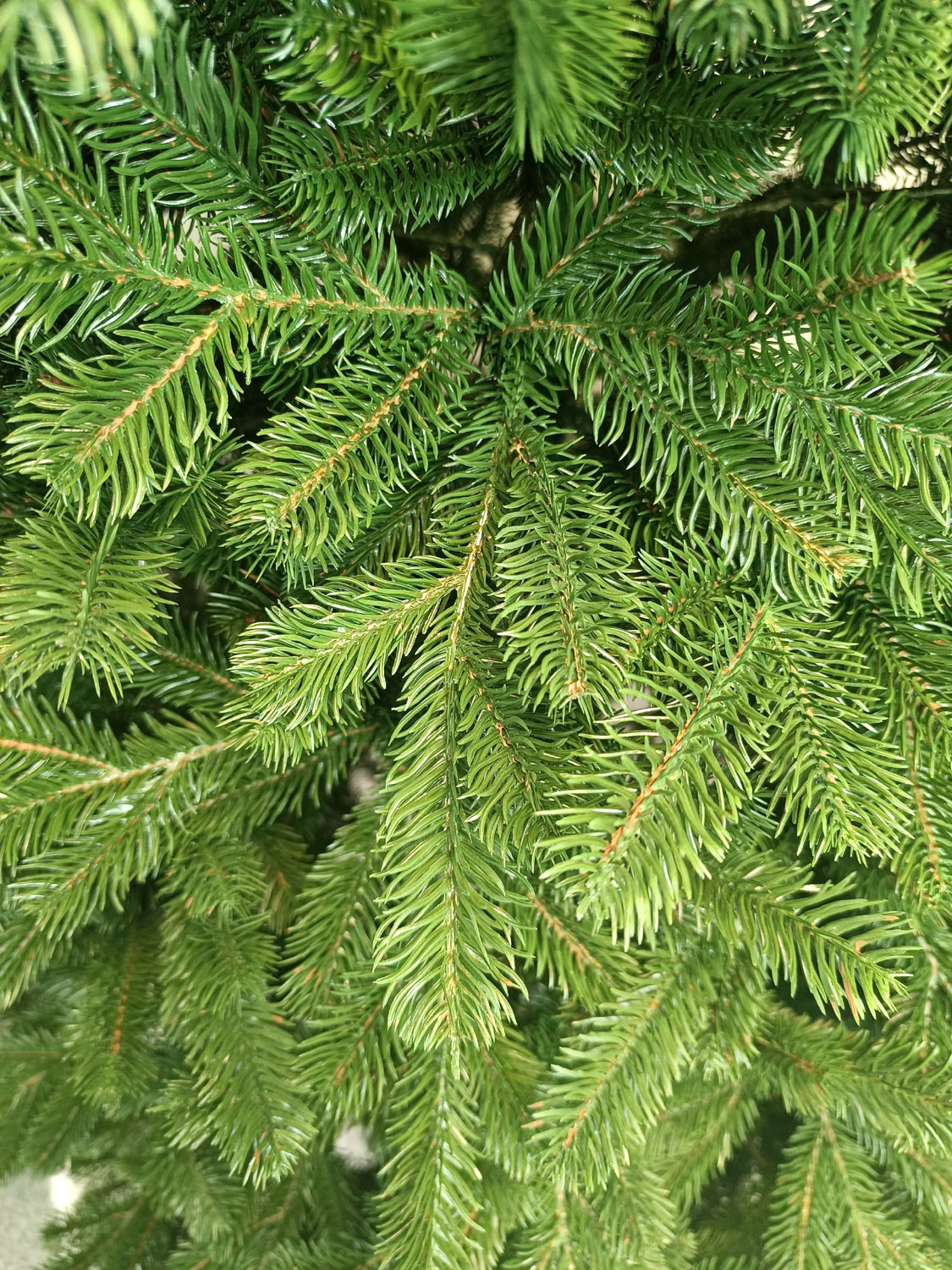 Brad artificial Christmas Deluxe by Sersimo, Kovalivska verde, 3D, 210cm [21]