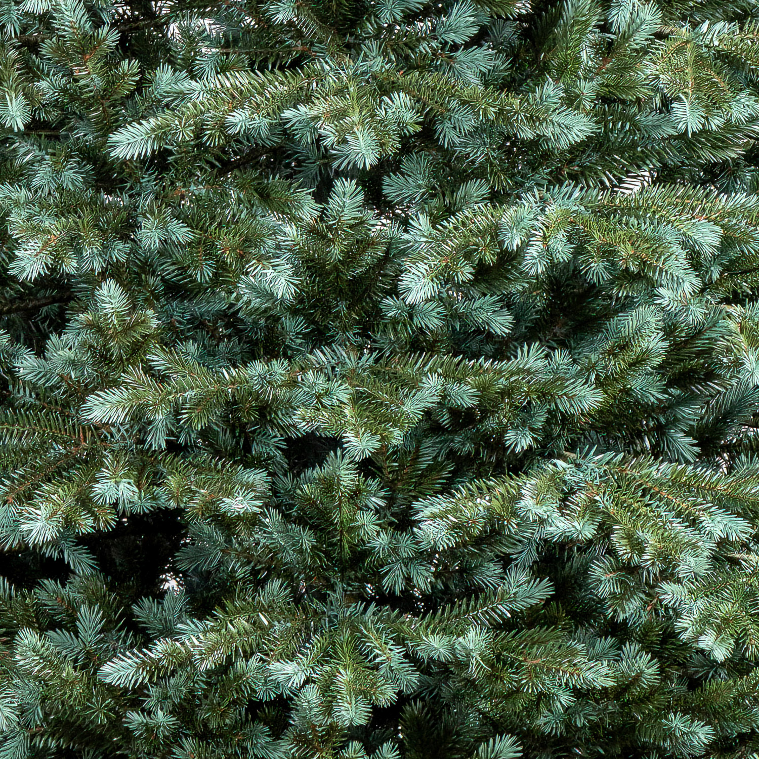 Brad artificial Christmas Deluxe by Sersimo, Alaska Select verde argintiu, integral 3D, 230 cm [21]