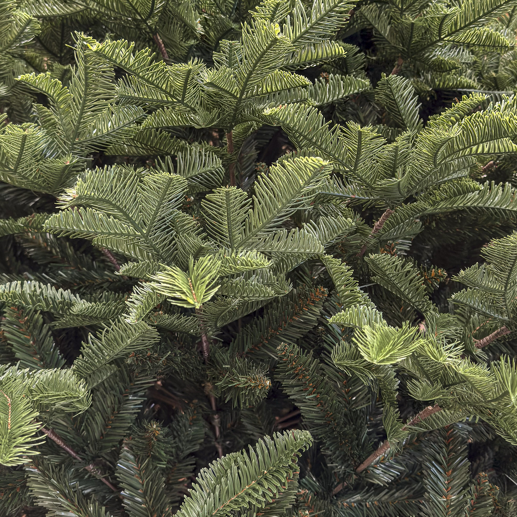 Brad artificial Christmas Deluxe by Sersimo, Alaska, verde, mix 2D+3D, 250 cm [3]