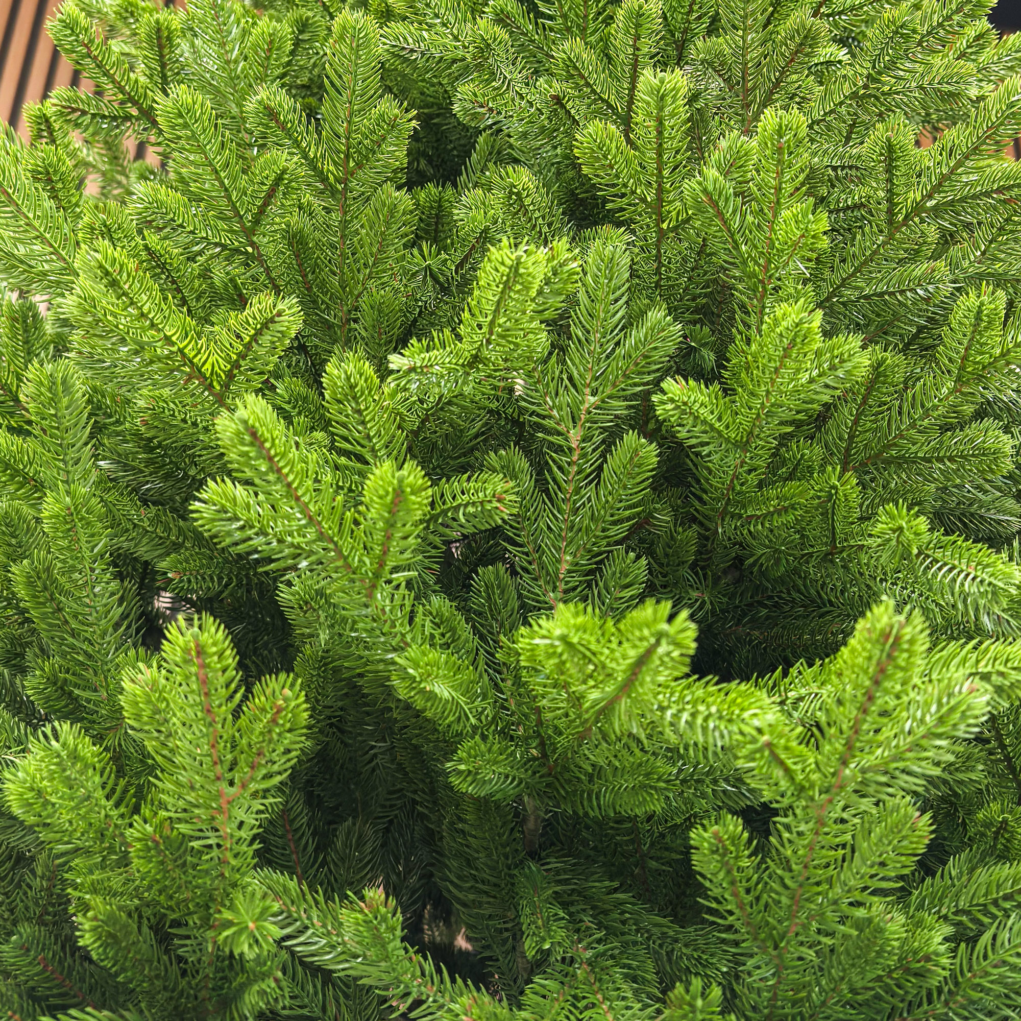 Brad artificial Sersimo, Alindra Elite, verde, integral 3D, 210 cm [5]