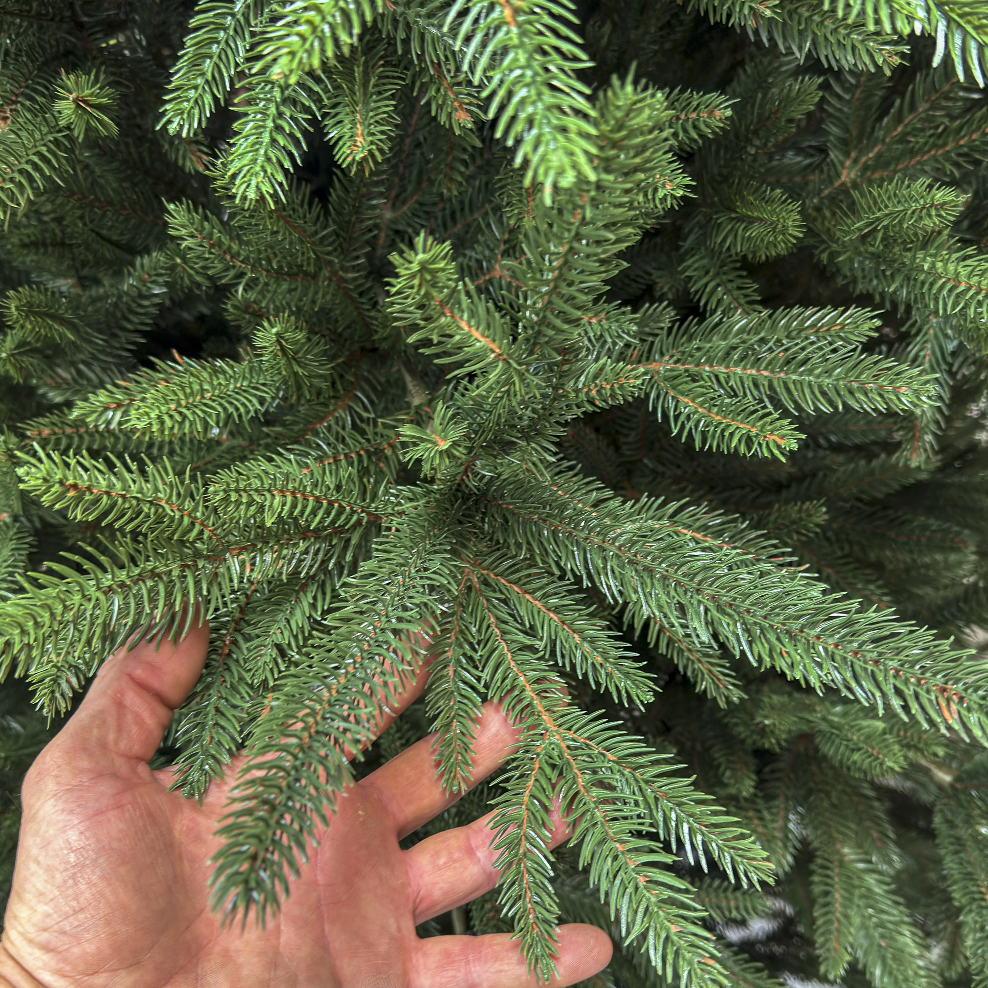 Brad artificial Christmas Deluxe by Sersimo, Alpine, verde, integral 3D, 230 cm [8]