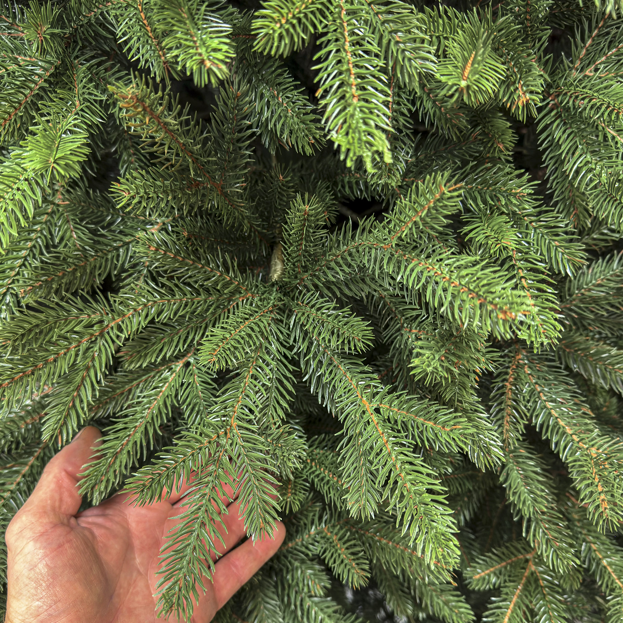 Brad artificial Christmas Deluxe by Sersimo, Alpin Select, integral 3D, 250 cm [11]