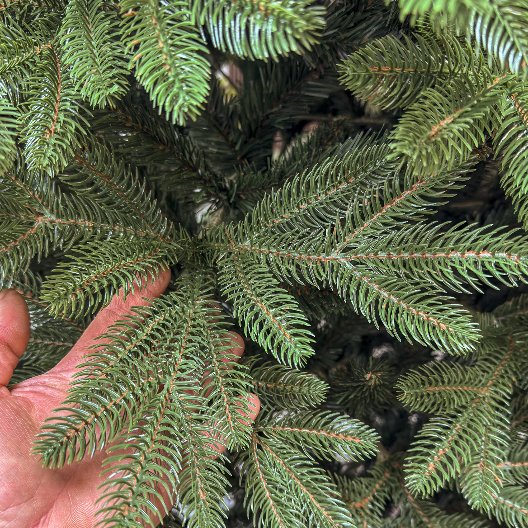 Brad artificial Christmas Deluxe by Sersimo, Belgia, 2D+3D, 230cm [3]