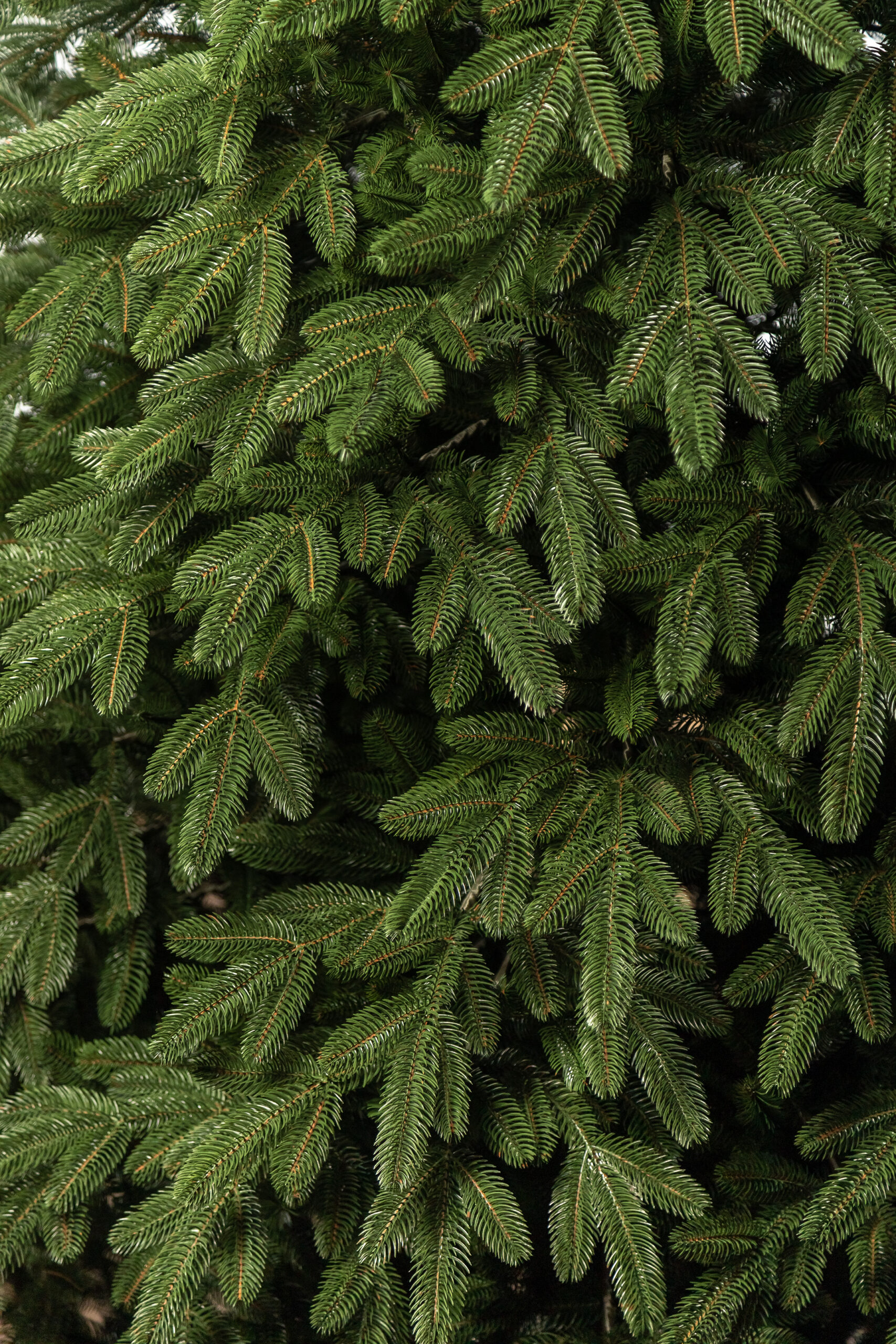 Brad artificial Christmas Deluxe by Sersimo, Laponia Select, integral 3D, 230cm [19]