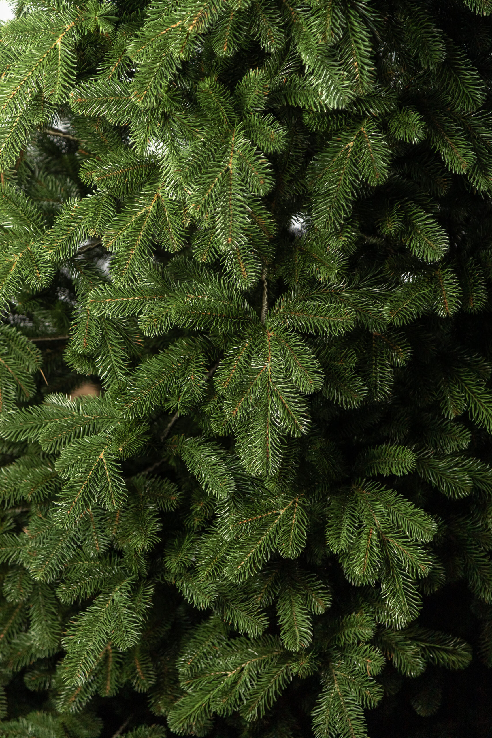 Brad artificial Christmas Deluxe by Sersimo, Kovalivka Select, integral 3D, 180cm [14]