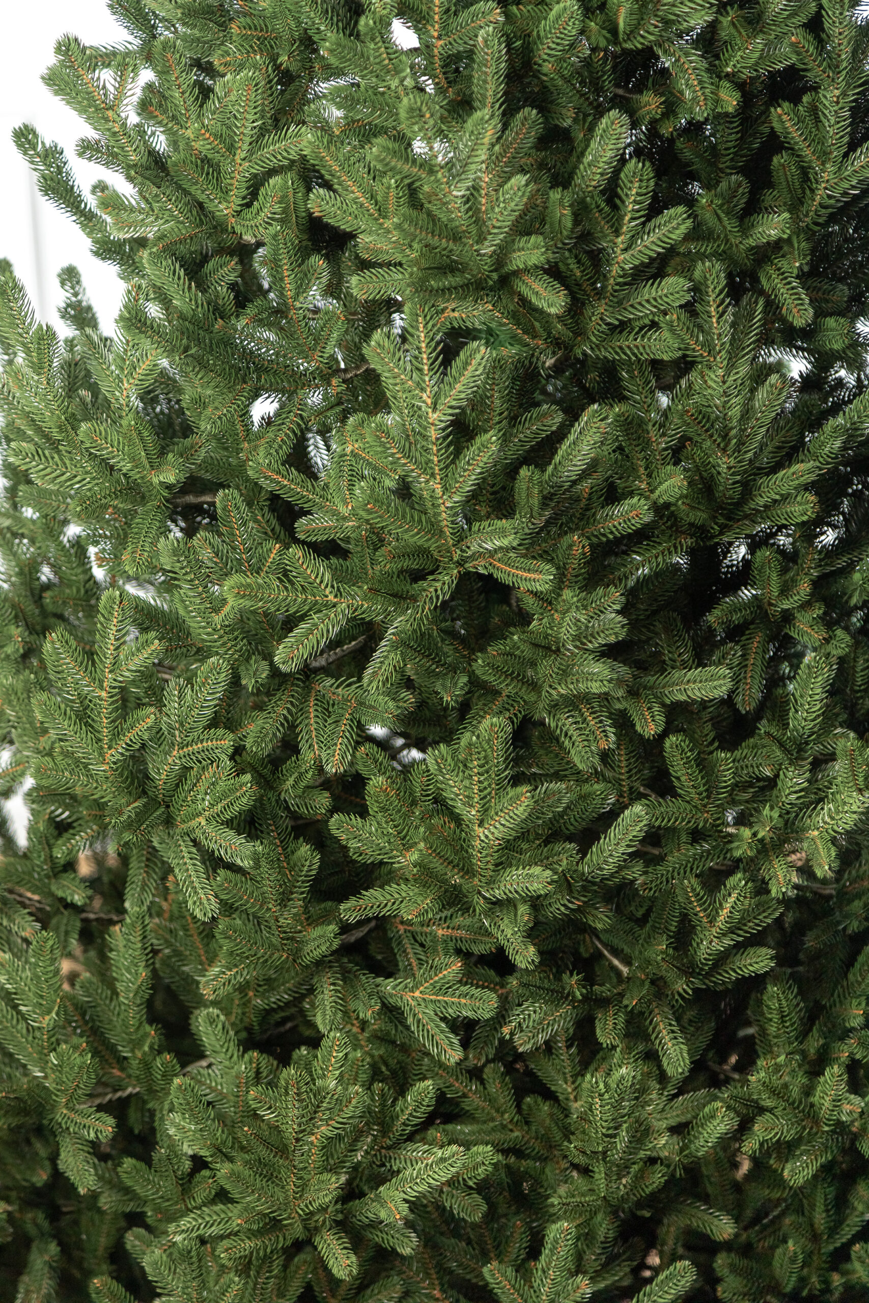 Brad artificial Christmas Deluxe by Sersimo, Viena Select, integral 3D, 180cm [4]