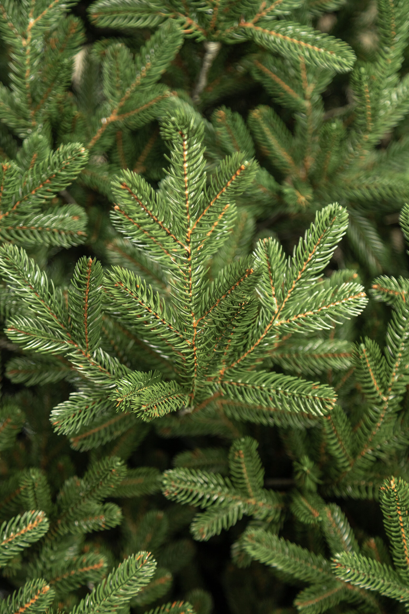 Brad artificial Christmas Deluxe by Sersimo, Viena Select, integral 3D, 180cm [8]