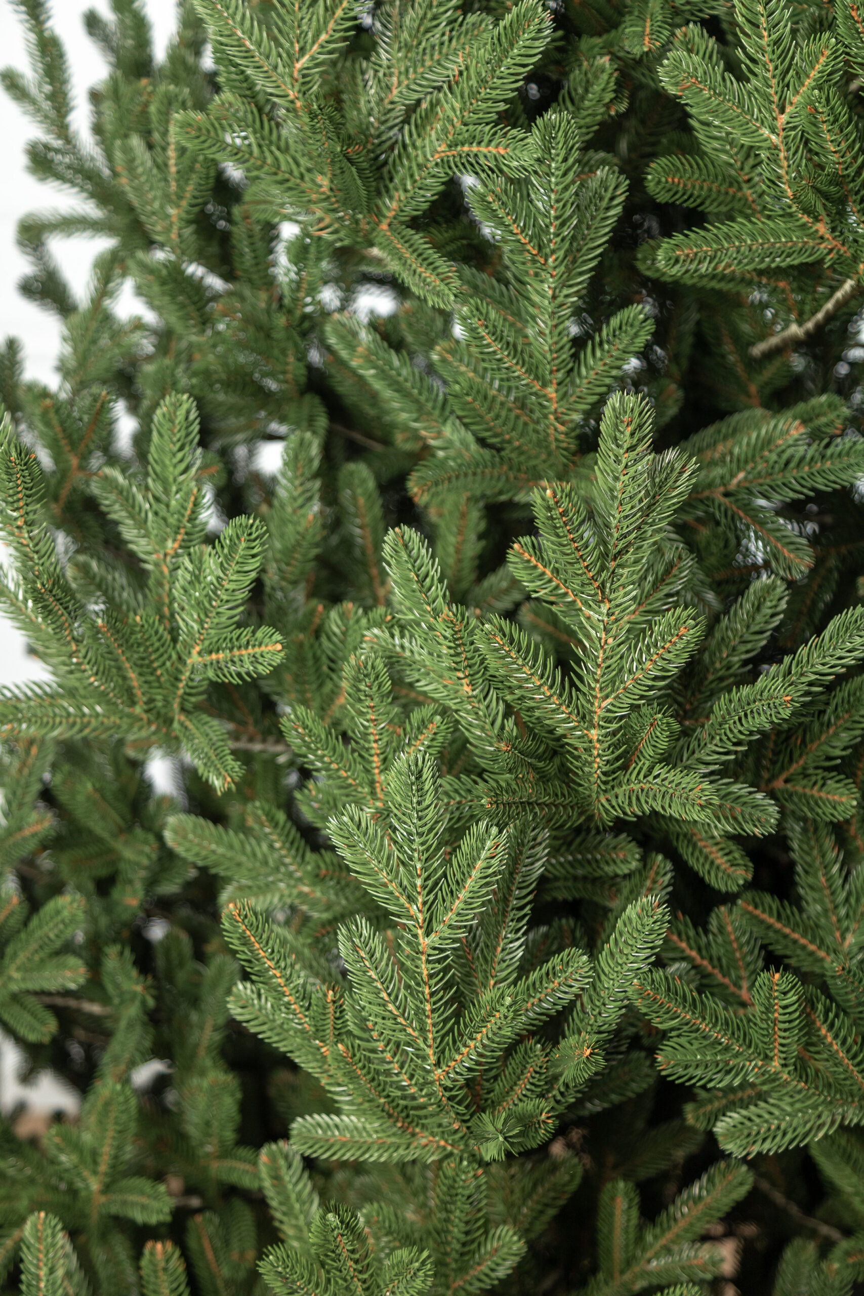 Brad artificial Christmas Deluxe by Sersimo, Viena Select, integral 3D, 180cm [12]