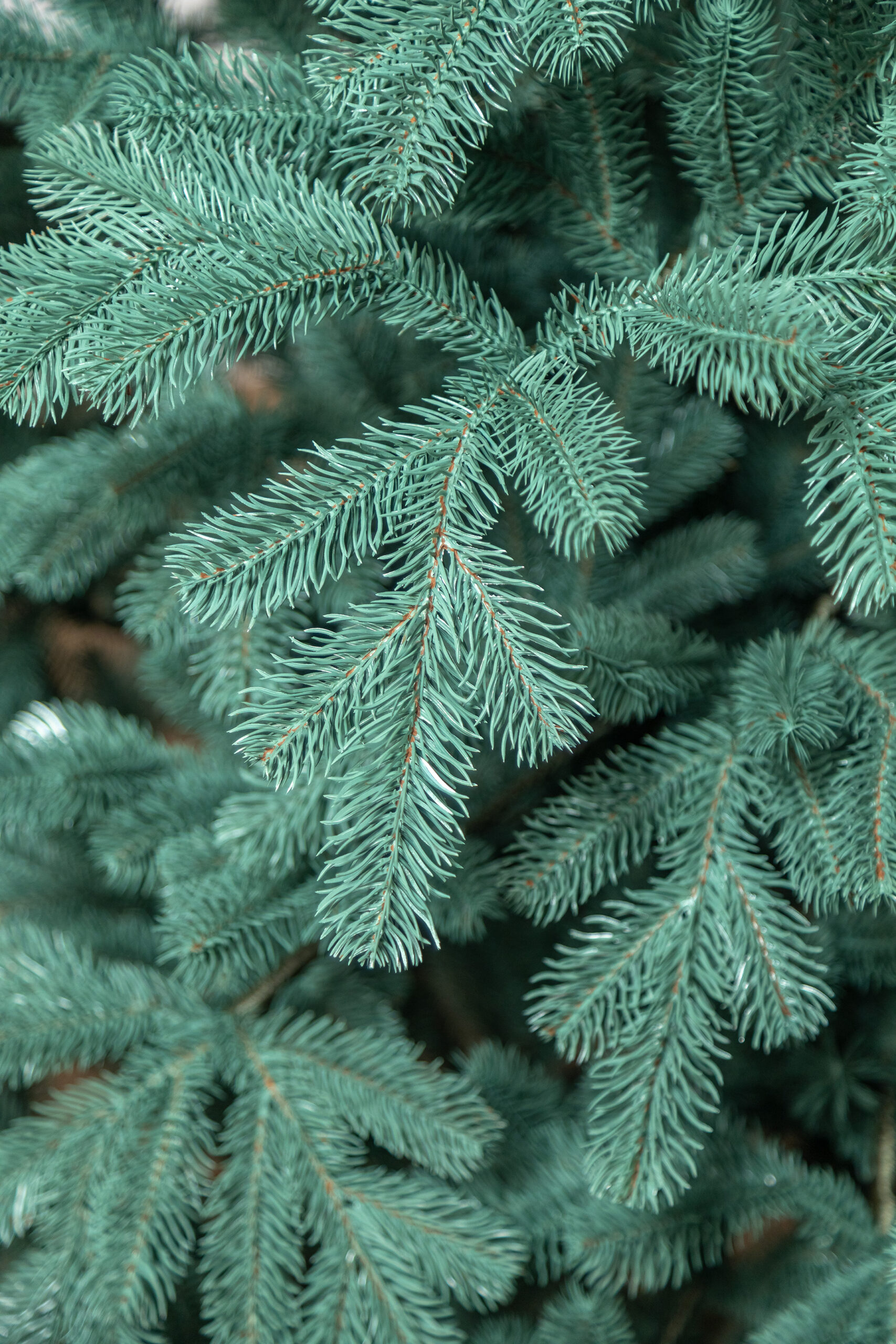 Brad artificial Christmas Deluxe by Sersimo, Kovalivka Select argintiu, integral 3D, 210 cm [22]