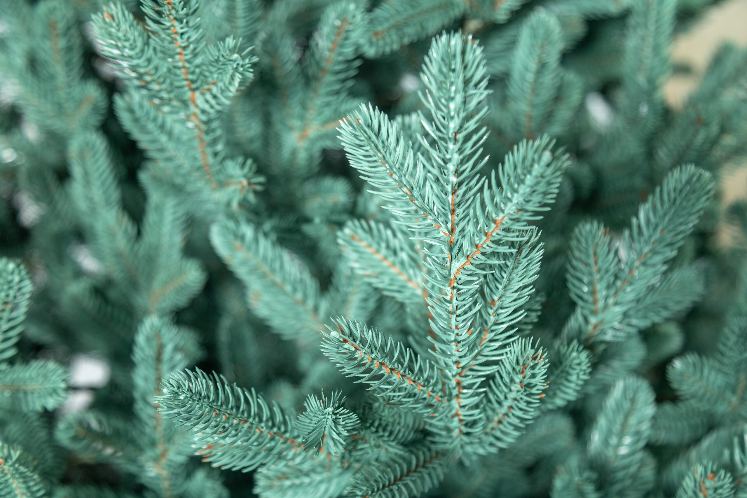 Brad artificial Christmas Deluxe by Sersimo, Viena Select argintiu, integral 3D, 230cm [23]