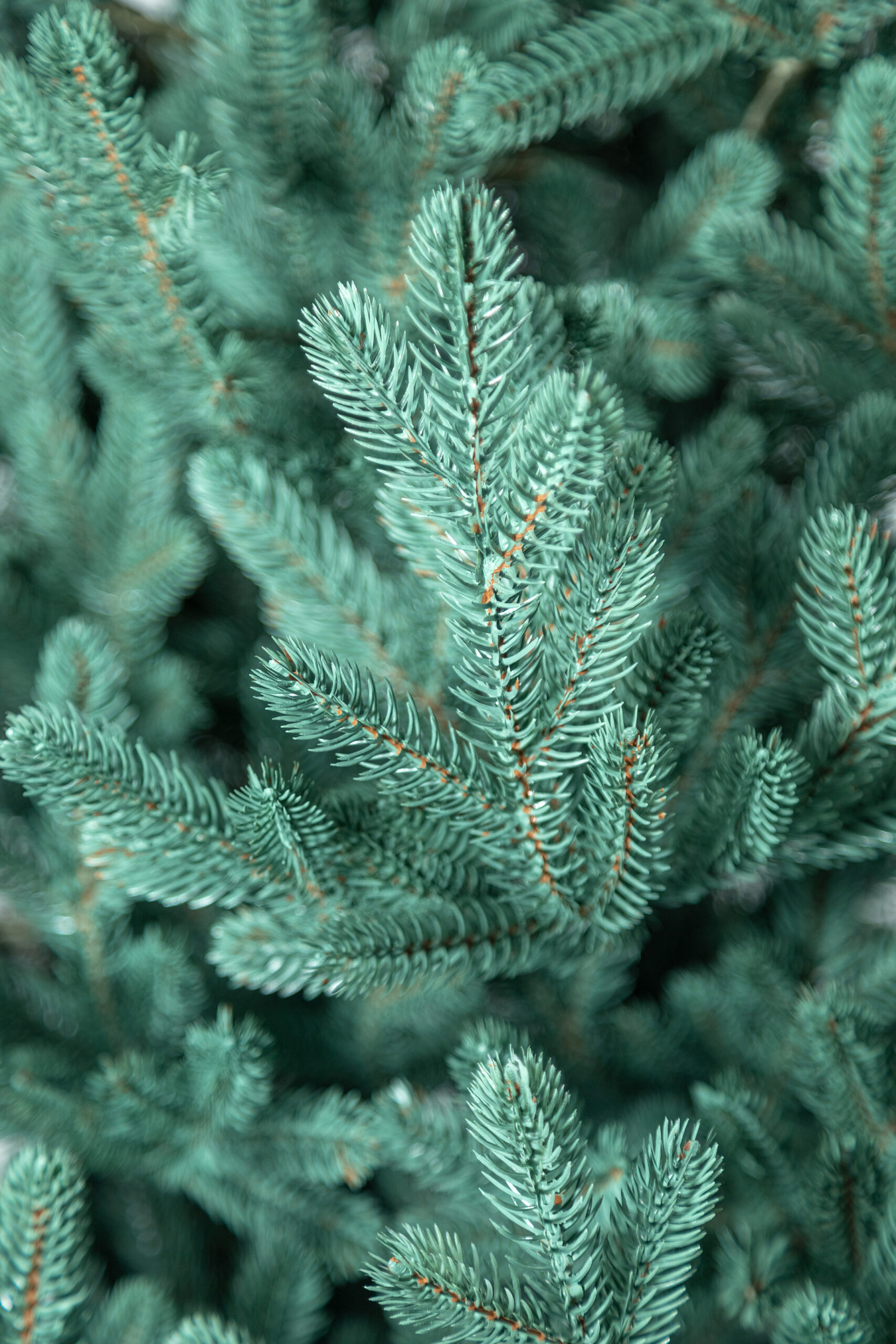 Brad artificial Christmas Deluxe by Sersimo, Viena Select argintiu, integral 3D, 230cm [25]