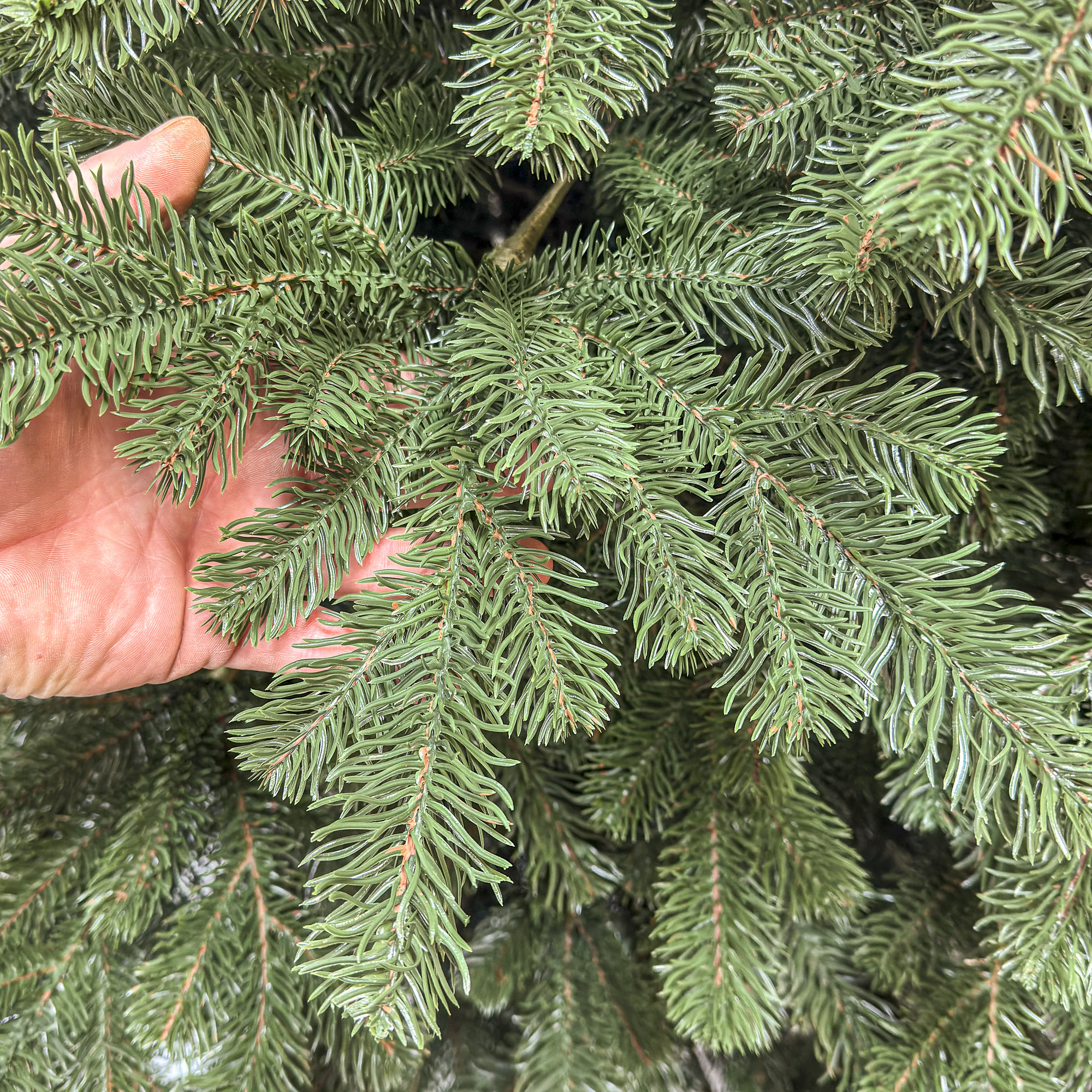 Brad artificial Christmas Deluxe by Sersimo, Kovalivka Select, integral 3D, 300 cm [8]