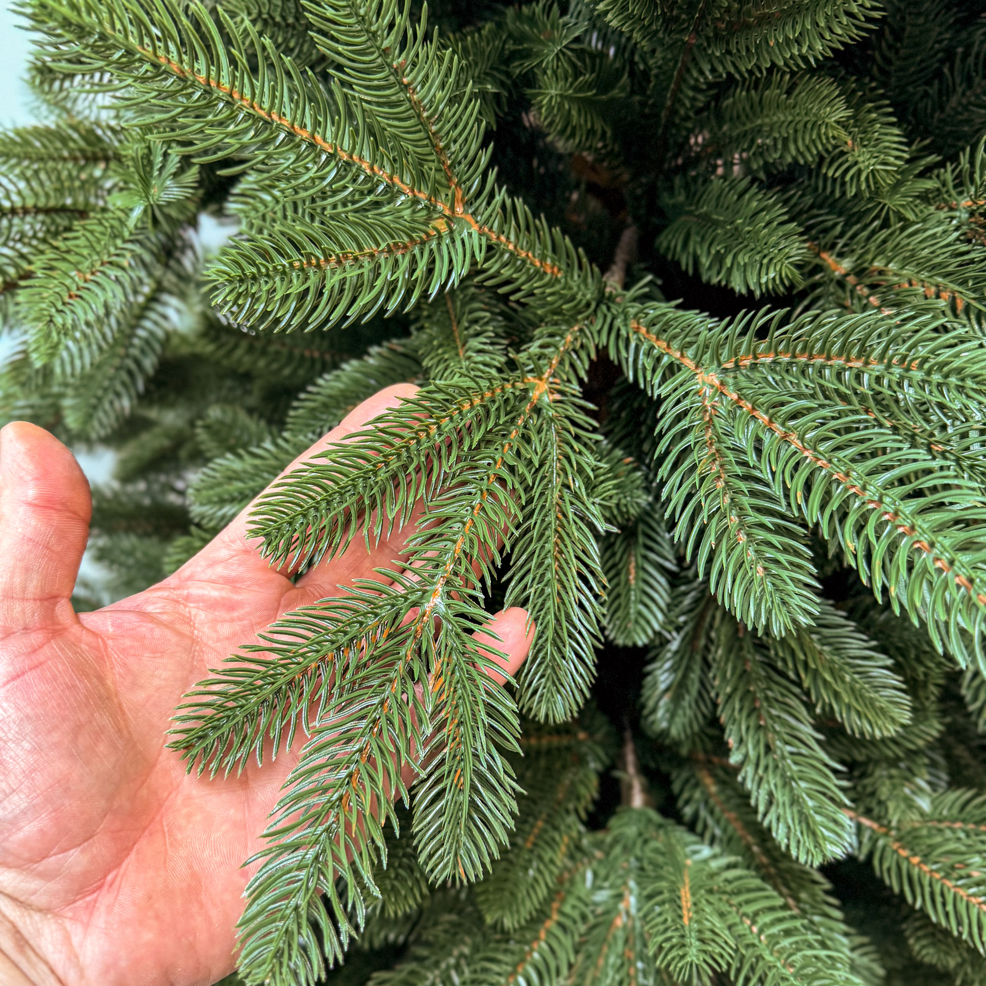 Brad artificial Sersimo, Sofie Elite, verde, integral 3D, 230 cm [6]