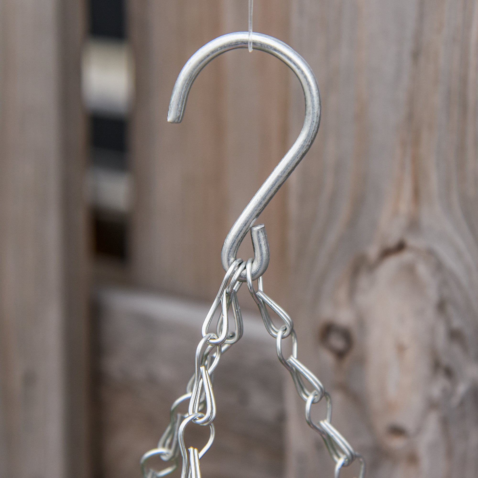  Set 2 Plante Lisianthus - Ghiveci Rachita, Decorative pentru Agatat [8]