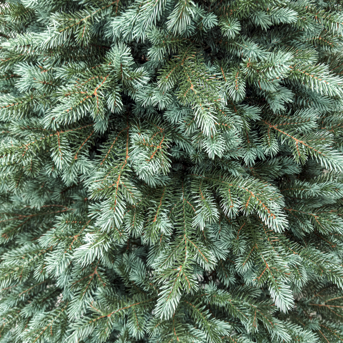 Brad artificial Christmas Deluxe, Alaska Select verde argintiu, integral 3D, 180 cm [7]