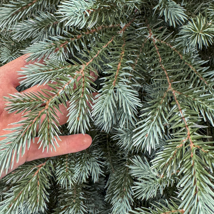 Brad artificial Christmas Deluxe, Alaska Select verde argintiu, integral 3D, 300 cm [3]