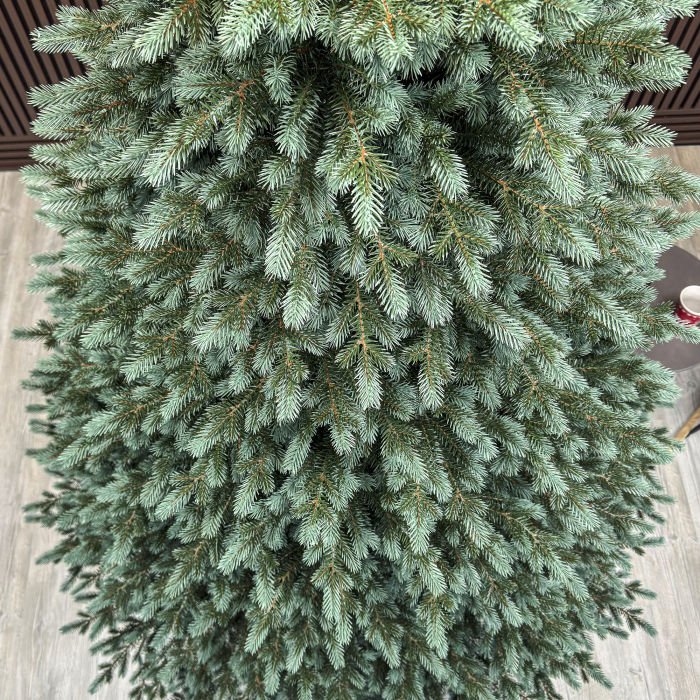Brad artificial Christmas Deluxe, Alaska Select verde argintiu, integral 3D, 300 cm [4]