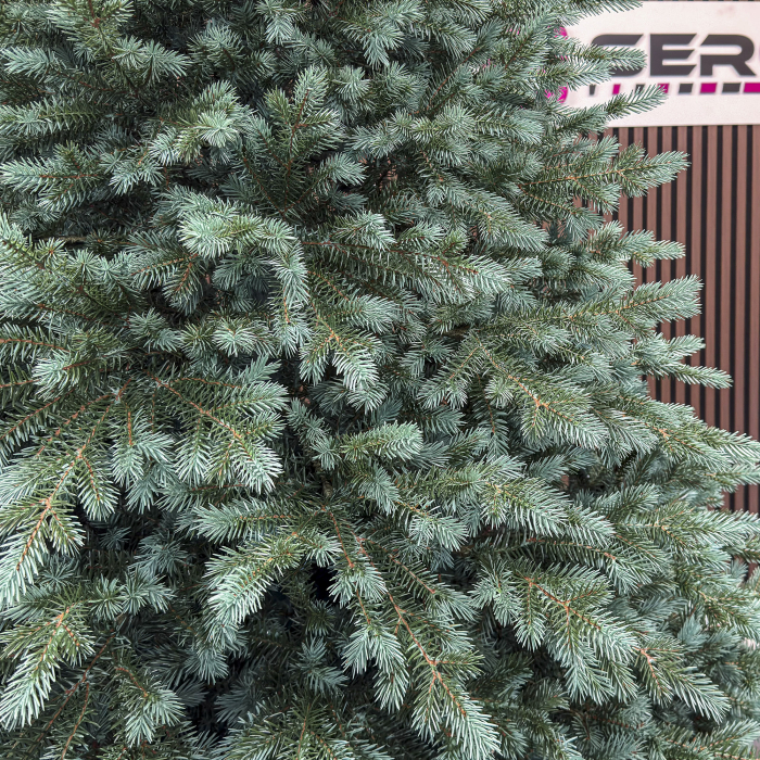 Brad artificial Christmas Deluxe, Alaska Select verde argintiu, integral 3D, 300 cm [2]