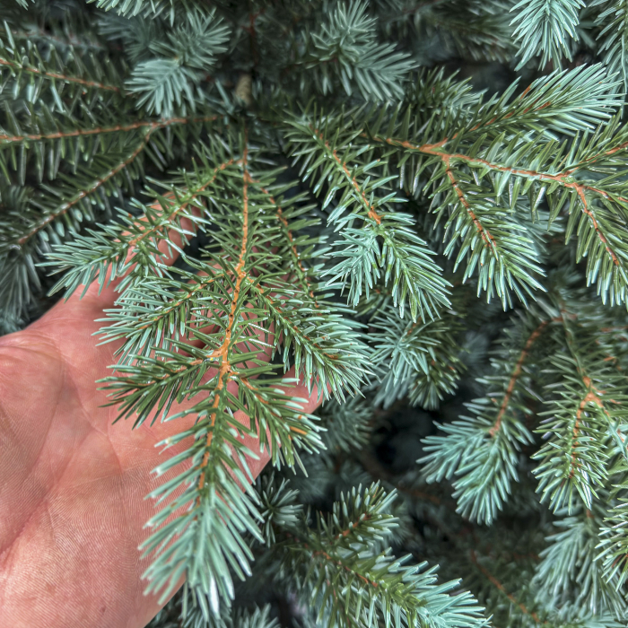 Brad artificial Christmas Deluxe, Alaska Select verde argintiu, integral 3D, 300 cm [6]