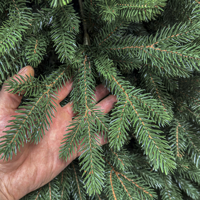 Brad artificial Christmas Deluxe, Alpin Select, integral 3D, 230cm [6]