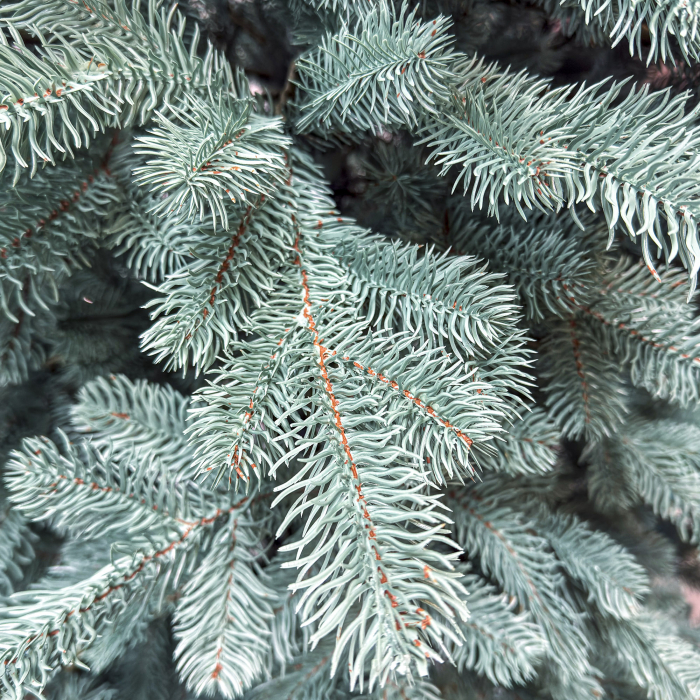 Brad artificial Christmas Deluxe, Kovalivka Select argintiu, integral 3D, 210 cm [5]