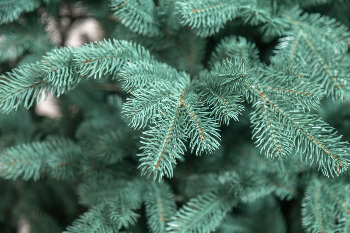 Brad artificial Christmas Deluxe, Kovalivka Select argintiu, integral 3D, 210 cm [18]