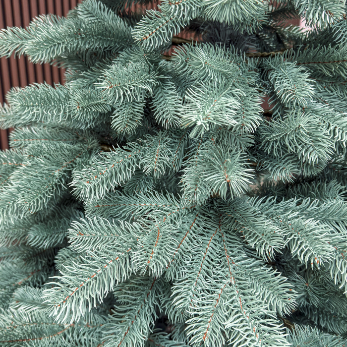 Brad artificial Christmas Deluxe, Kovalivka Select argintiu, integral 3D, 210 cm [3]