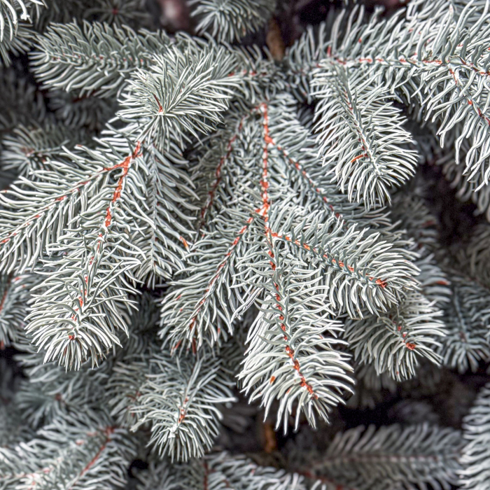 Brad artificial Christmas Deluxe, Kovalivka Select argintiu, integral 3D, 230 cm [2]