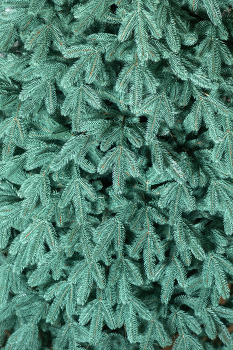 Brad artificial Christmas Deluxe, Laponia Select argintiu, integral 3D, 230cm [22]