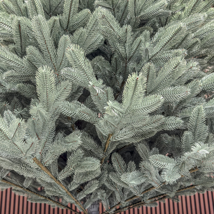 Brad artificial Christmas Deluxe, Laponia Select argintiu, integral 3D, 250cm [8]