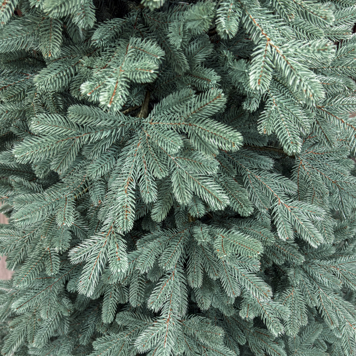 Brad artificial Christmas Deluxe, Viena Select argintiu, integral 3D, 250 cm [2]