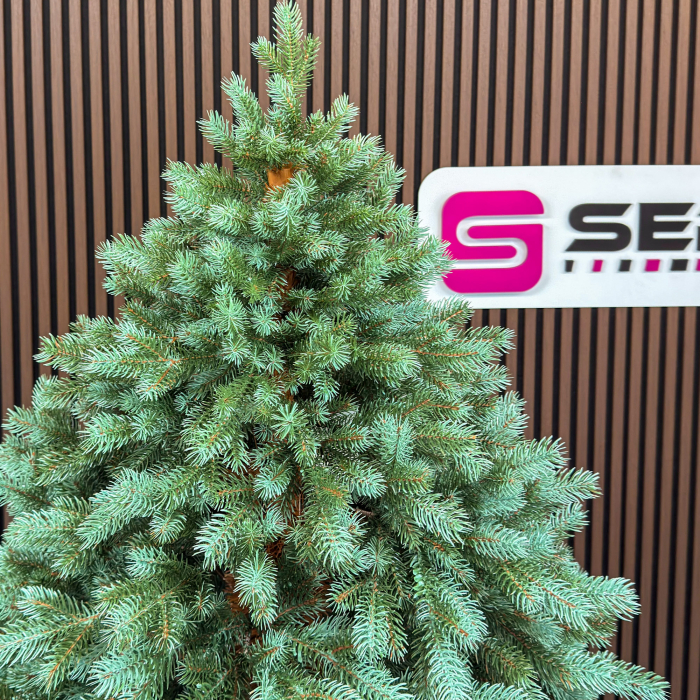 Brad artificial Sersimo, Hollandia, verde cu varfuri argintii, integral 3D, 230 cm [16]